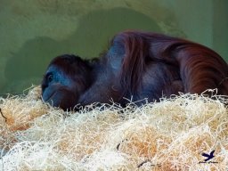 Tiergarten Schönbrunn am 03.10.2025